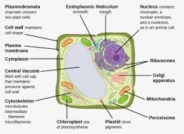 We did not find results for: This Illustration Depicts A Typical Eukaryotic Plant Eukaryotic Plant Cell Hd Png Download Kindpng