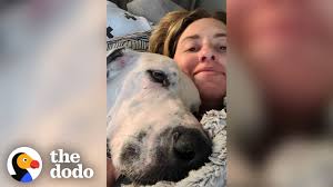 We have akc registered great dane puppies available for sale. 100 Pound Great Dane Had No Idea How To Cuddle Until The Dodo Foster Diaries Youtube
