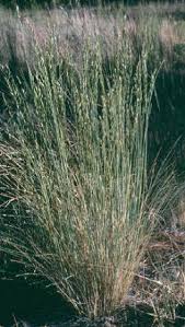 Image result for Festuca chodatiana