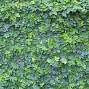 These plants coil their stem around a support, an example is. Creepers By The Gardening Blog