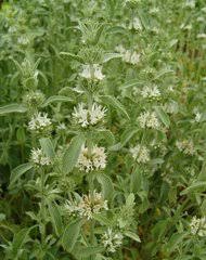 Image result for Achyrospermum micranthum