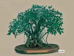 Growing Schefflera As Bonsai How To Make A Schefflera Bonsai Tree