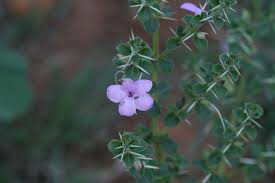 Image result for Barleria macrostegia