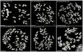 Image result for Wolffiella repanda