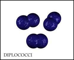 Check spelling or type a new query. Morphology Of Bacterial Cells
