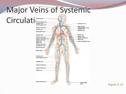 When a thrombus forms in a blood vessel. Exercise 21 Anatomy Of Blood Vessels Ppt Video Online Download