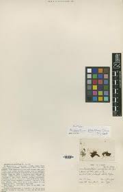 Image result for Eriosema jurionianum