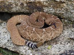 Red Diamond Rattlesnake Crotalus Ruber By Nicholashess Rattlesnake Red Diamond Red