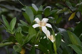 Image result for Rothmannia capensis