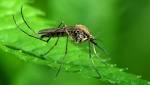  Mosquito-Borne Diseases Hitting Illinois Hard