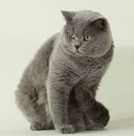 Henry the British Shorthair