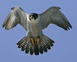 Peregrine Falcon Birds Of Prey Animals Peregrine Falcon Nest Live Peregrine Falcon Pet Birds Birds Of Prey