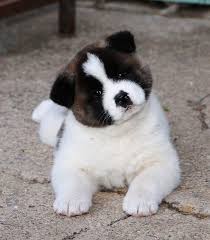 Maybe you would like to learn more about one of these? Team Simplicity Duplicates Success Akita Puppies Akita Dog Akita Puppies For Sale