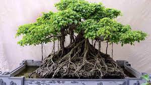 Jangan lupa untuk menyirami dan merawatnya. Mengenal Bonsai Beringin Jenis Cara Menanam Dan Merawatnya Rumah Com