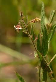 Image result for Hermannia glanduligera