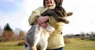 Dar Thechive Giant Rabbit Cute Animals Big Bunny