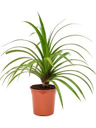 Image result for Pandanus utilis