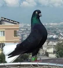 شبيه الريح Adli Kullanicinin Middle East Pigeons Panosundaki Pin Guzel Kuslar Kus