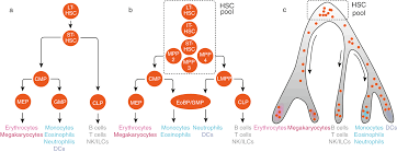 Developmental Hematology Section I Neonatal Hematology