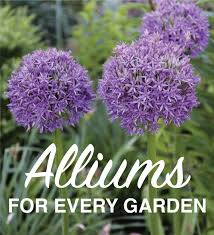 Plants purple flowers plant pictures plant sale drought tolerant plants growing plants agapanthus plant information bulb. Purple Flowers Longfield Gardens Flower Bulbs