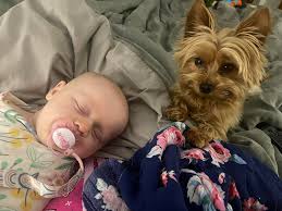 Lost white great pyrenees mix dog in Elma, NY