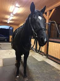 K Y L E E B I R D On Twitter In 2020 Horses Pretty Horses Beautiful Horses