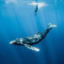 Photo By Shawnheinrichs Gorgeous Humpback Whale Calf Playing At The Surface As Calf Gorgeous Humpback Ins In 2020 Humpback Whale Pictures Whale Humpback Whale