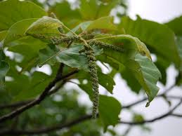 Image result for Hymenodictyon