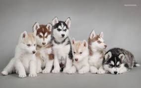 1 sunrise mall, unit #1225 massapequa ny 11758 amityville, ny: Alaskan Malamute Vs Husky Siberian And Alaskan Animalso
