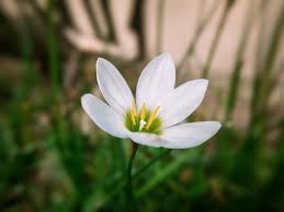 Image result for Zephyranthes minuta
