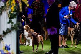 Over 2800 of the top dogs from around the world compete in the westminster dog show, presented by purina pro plan. Westminster Dog Show 2017 Julie Mcguire Pet Photography
