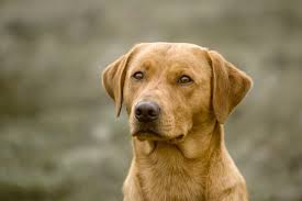 Enter your email address to receive alerts when we have new listings available for fox red labrador pups for sale. Fox Red Lab What To Know About This Stunning Retriever Perfect Dog Breeds