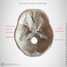 The temporal bone connects to the occipital bone in the back, the parietal bone from above, and also with the sphenoid bone in the front. Skull