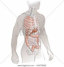 The antrum is the lower part of the stomach. Human Anatomy Body Parts Skeleton Liver Kidney Lung Stomach And Esophagus Poster Id 144276692