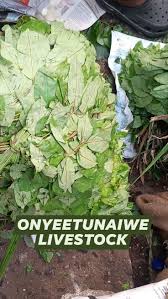 Image result for Pittosporum mildbraedii