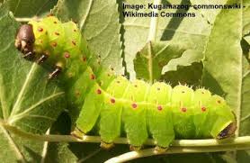 Yellow and green caterpillar illustration, insect butterfly bugs! 31 Types Of Green Caterpillars With Identification Guide And Pictures