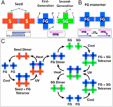 Litters Of Self Replicating Origami Cross Tiles Pnas