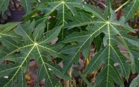 Seperti yang bisa anda bayangkan, metode penanaman ini dilakukan dengan memotong bagian daun. Mudah Diterapkan Dan Tak Perlu Banyak Biaya Ini 7 Tips Ampuh Menghilangkan Rasa Pahit Daun Pepaya