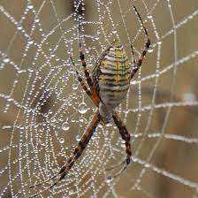 Arigope Trifasciata Banded Garden Spider Usa Spiders Garden Spider Spider Common Spiders