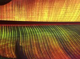 The elements of art and design are the tools of visual artists. Brigette Adell Parzych