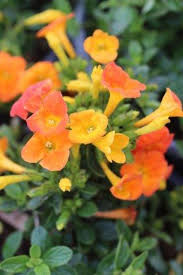 Image result for Streptosolen