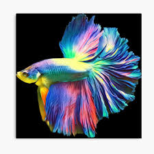 Rainbow Halfmoon Betta Pet Fish Poster By Catxel In 2020 Pet Fish Betta Fish Types Betta Fish Tattoo