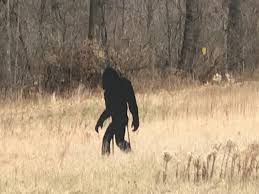 Opinion: Trying to prove Trump's voter fraud claims? You're better off  looking for Bigfoot