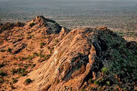 Image result for Floscopa leiothyrsa