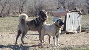 Safkan Gercek Asla Basli Kangal Kopegi Tank Kangal Kopegi Kopek Turleri Kopek