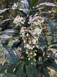 Image result for Clerodendrum rotundifolium