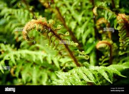 Fiddlehead fern uk hi-res stock photography and images