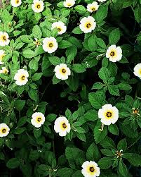 Image result for Turneraceae