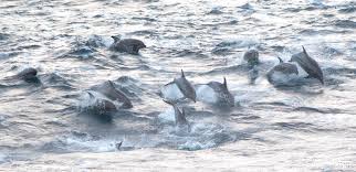 Displaced old english mereswīn (literally sea pig). Tropical Dolphins Are Appearing In Pacific Northwest Waters Opb