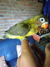 Lovebird konslet adalah lovebird yang memiliki karakter tersendiri dengan kondisi fisik bagus dan mau kerja saat pertama kali gantang langsung gacor. Anakan Lovebird Bisa Makan Sendiri Umur Berapa Peternakan Dan Perkebunan